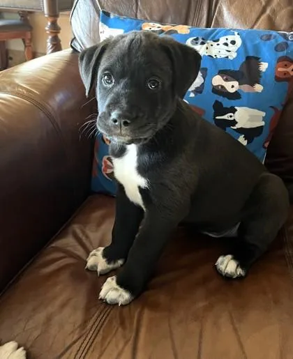 A baby medium-sized female Mixed Breed dog named Paige for adoption in Cumming, GA