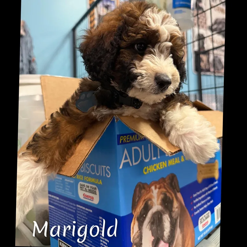 A baby medium-sized female Brown / Chocolate Bernadoodle dog named Marigold for adoption in Fredericksburg, VA