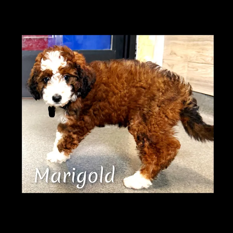 Marigold thumbnail 2