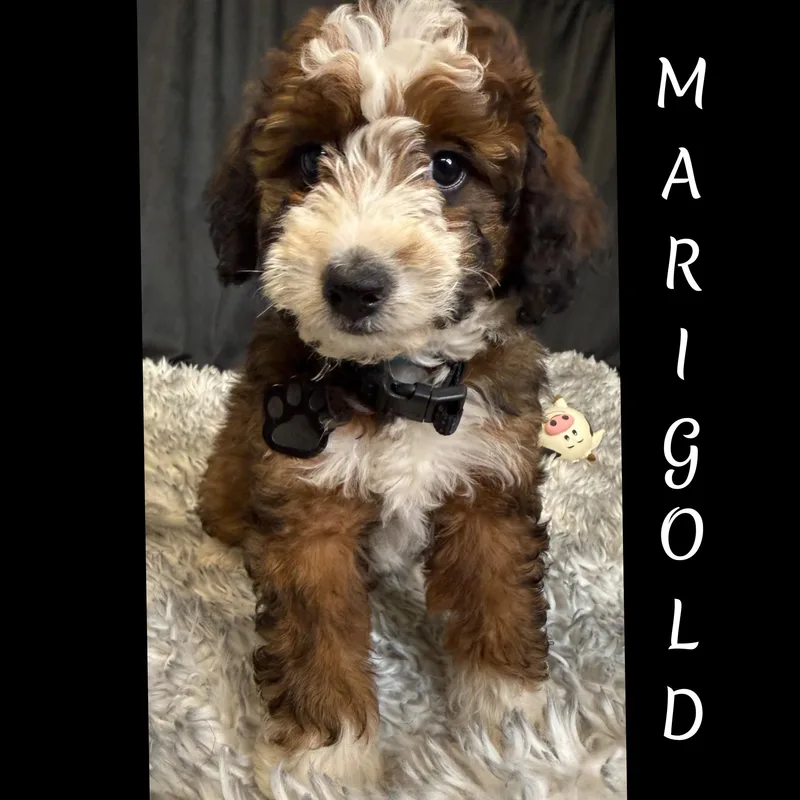 Marigold thumbnail 3