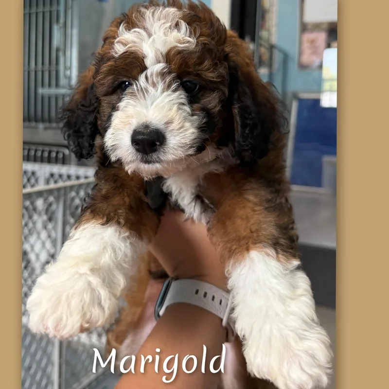 Marigold thumbnail 4