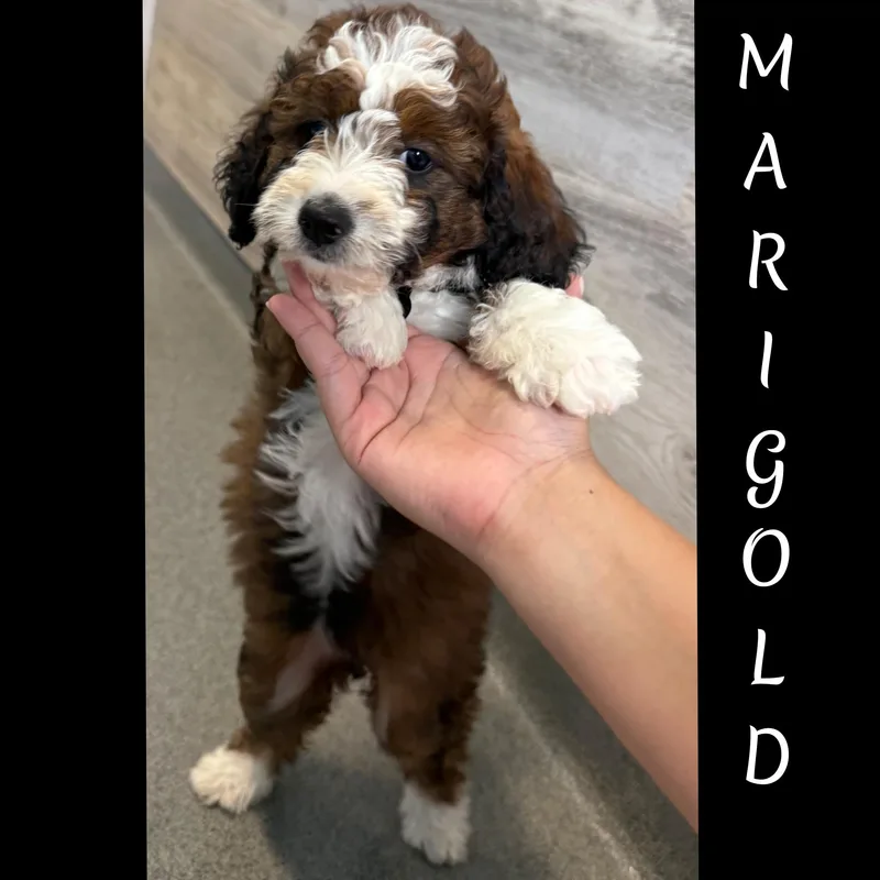 Marigold thumbnail 5