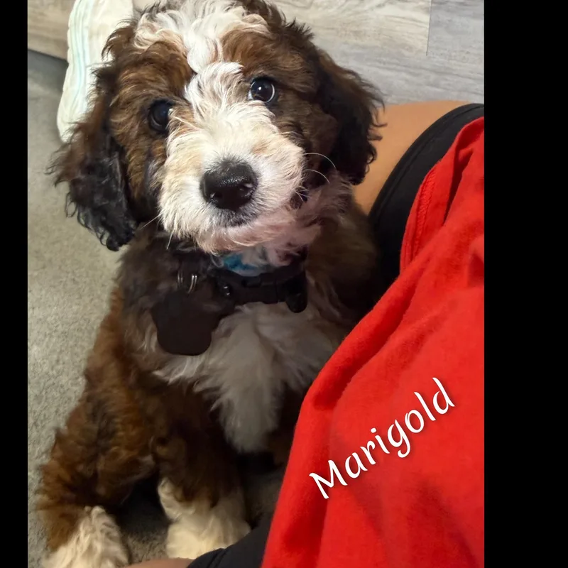 Marigold thumbnail 6