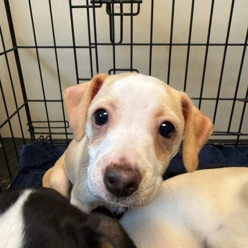 A baby small-sized female Black Chihuahua dog named Flopsy for adoption in Wilmington, DE