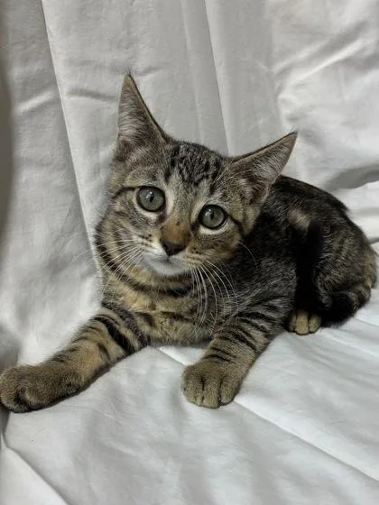 A baby small-sized female Domestic Medium Hair cat named Donna for adoption in New Orleans, LA