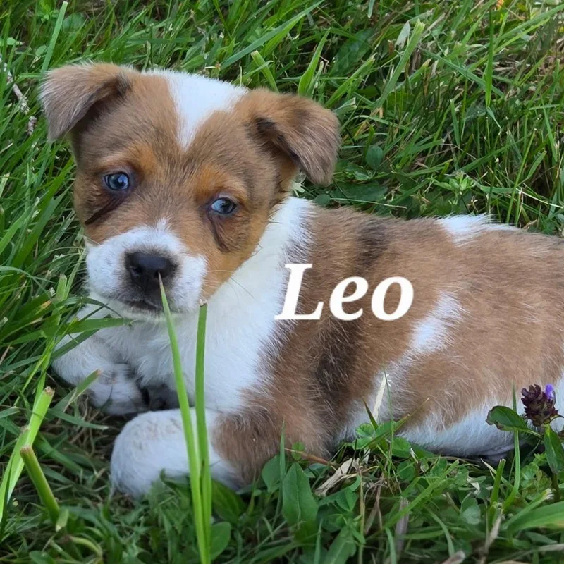 A baby medium-sized male Cattle Dog dog named Leo for adoption in Allyn, WA