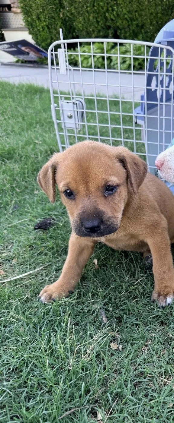 Puppy