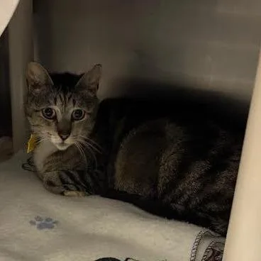An adult small-sized female Brown / Chocolate Domestic Short Hair cat named Sweet Pea for adoption in Springfield, MA