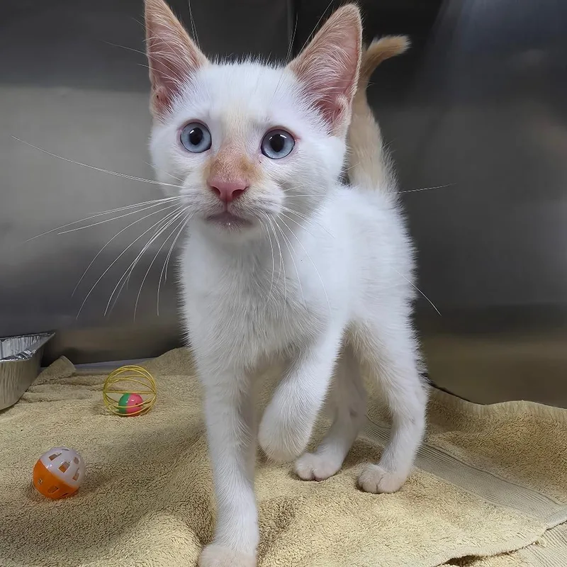 A baby small-sized male Domestic Short Hair cat named Chanticleer for adoption in Milton, FL