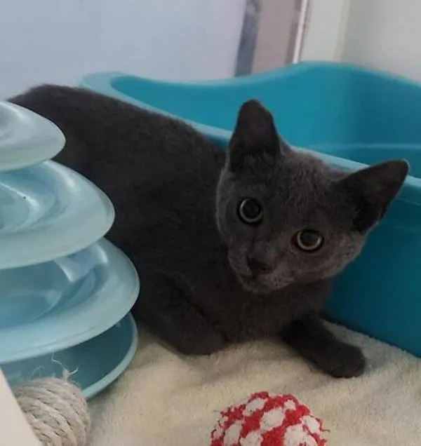 A baby small-sized male Domestic Short Hair cat named Working Cat Arbodar for adoption in San Diego, CA