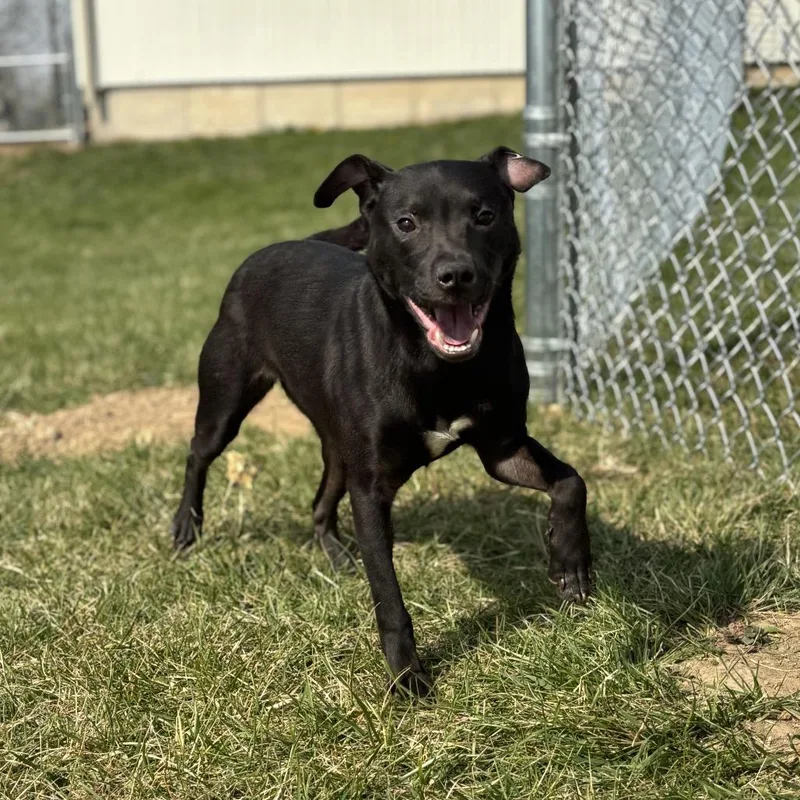 An adult medium-sized female Black Mixed Breed dog named Beezus for adoption in Marshalltown, IA
