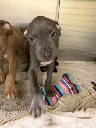 A baby small-sized male Pit Bull Terrier dog named Ramen for adoption in Westland, MI