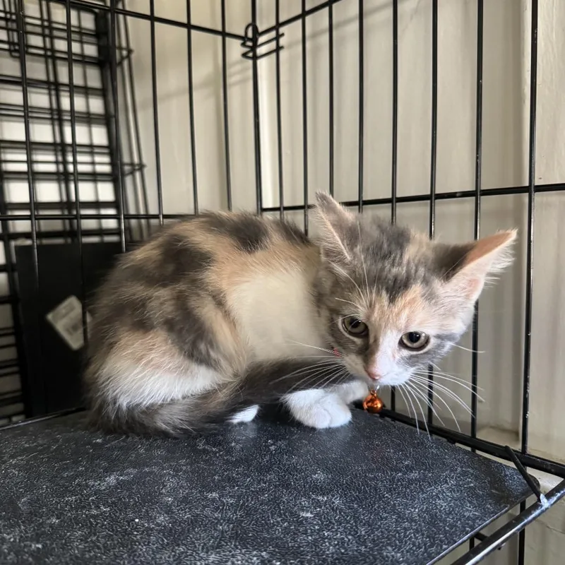 A baby small-sized female Calico Domestic Short Hair cat named Mango Chino Hills for adoption in Chino Hills, CA