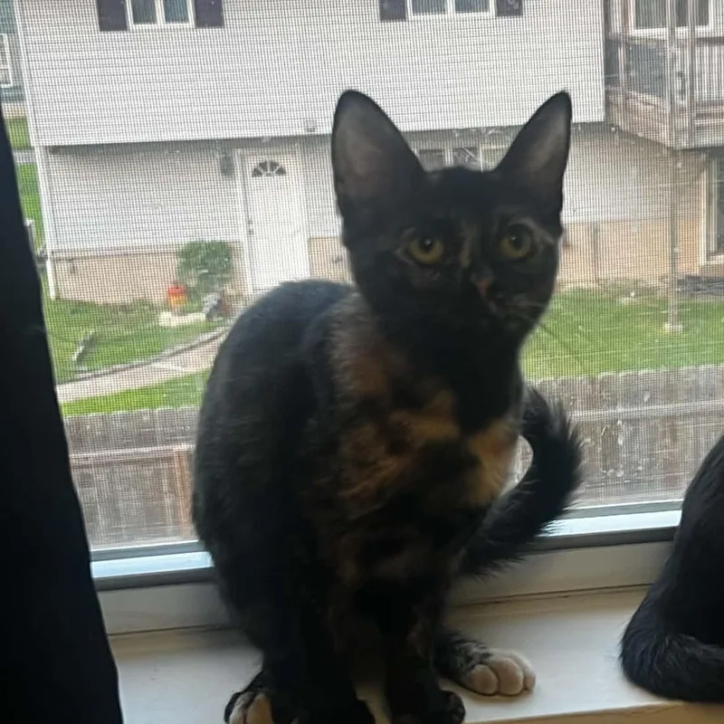 A baby medium-sized female Tortoiseshell Domestic Short Hair cat named Cinder for adoption in Sewell, NJ