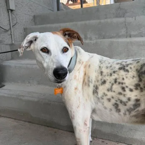 Paloma
