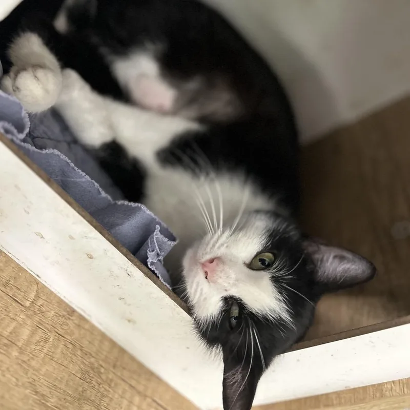 A young medium-sized female Black Domestic Short Hair cat named Boujie for adoption in New York, NY