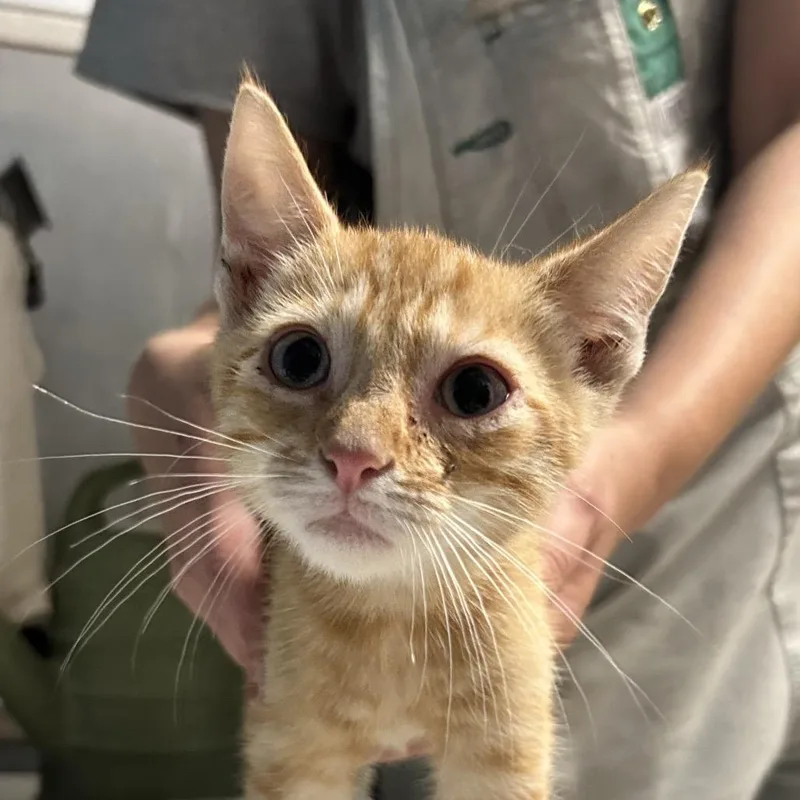 A baby small-sized male Orange / Red Domestic Short Hair cat named Yoshi for adoption in Newport, NC