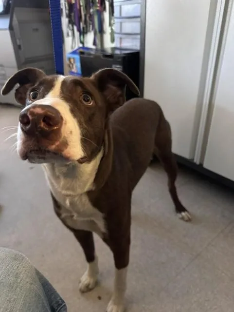 A young medium-sized female Pit Bull Terrier dog named Holly for adoption in Bakersfield, CA