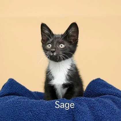 A baby small-sized male Domestic Short Hair cat named Sage for adoption in Parma, OH