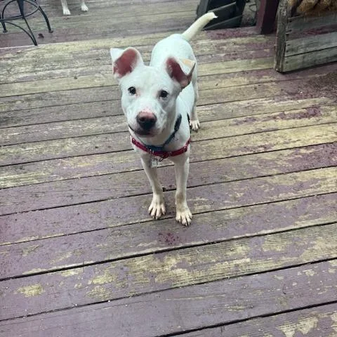 A young medium-sized male Pit Bull Terrier dog named Tofu for adoption in Falls Church, VA