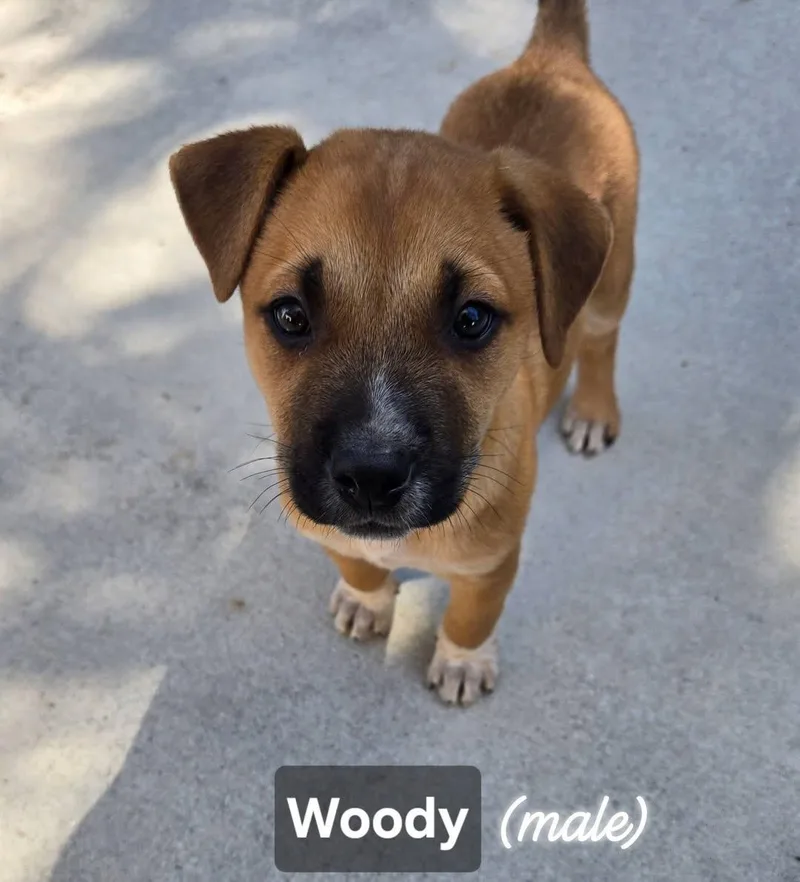 A baby medium-sized male Yellow / Tan / Blond / Fawn Mixed Breed dog named Woody for adoption in Cape Coral, FL
