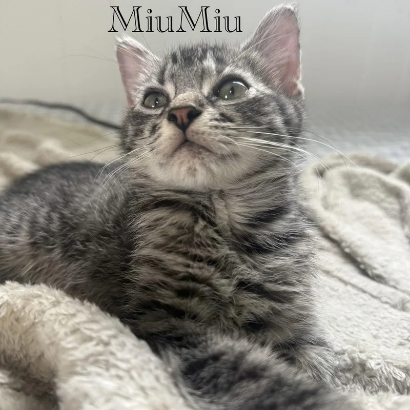 A young medium-sized male Domestic Short Hair cat named Miumiu for adoption in Spring Lake, NJ