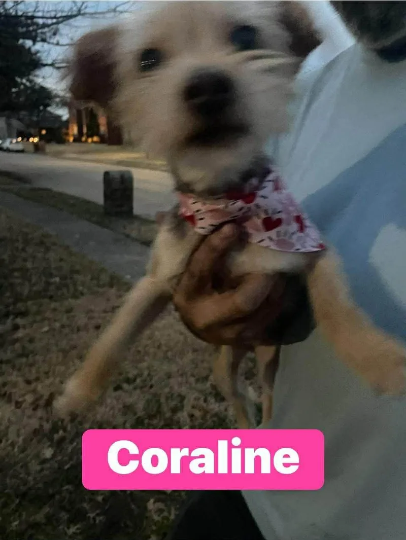 A baby small-sized female Black Yorkshire Terrier dog named Coraline for adoption in Rowlett, TX