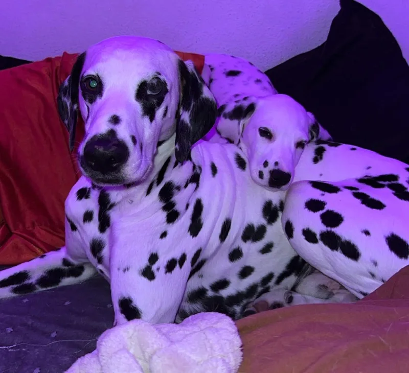 A young medium-sized male Black Dalmatian dog named JasperEdgewater FL for adoption in San Diego, CA