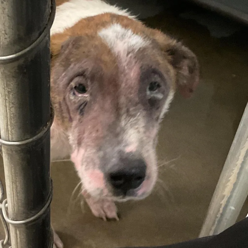 An adult small-sized male Mixed Breed dog named Doc for adoption in St Joseph, MO