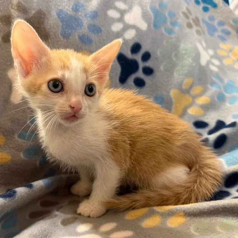 A baby small-sized male Orange / Red Domestic Short Hair cat named Cpo for adoption in Flower Mound, TX