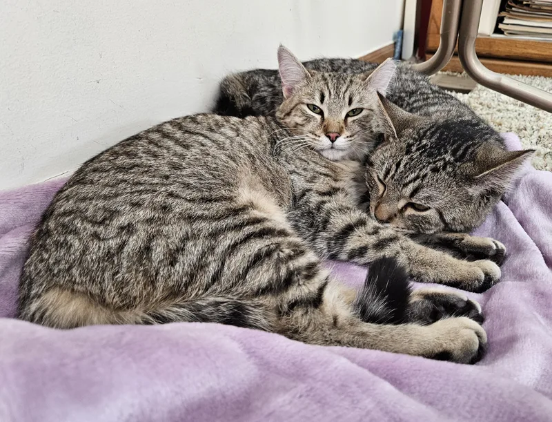 Penny & Money thumbnail 2