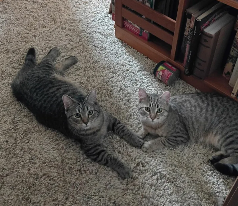 Penny & Money thumbnail 3