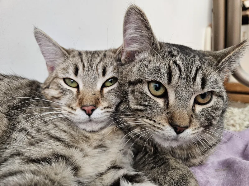 Penny & Money thumbnail 4