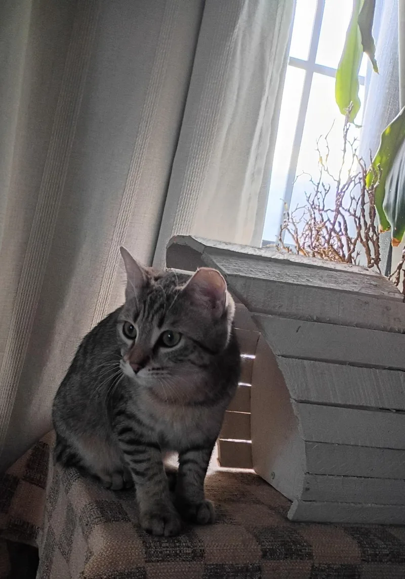 Penny & Money thumbnail 5