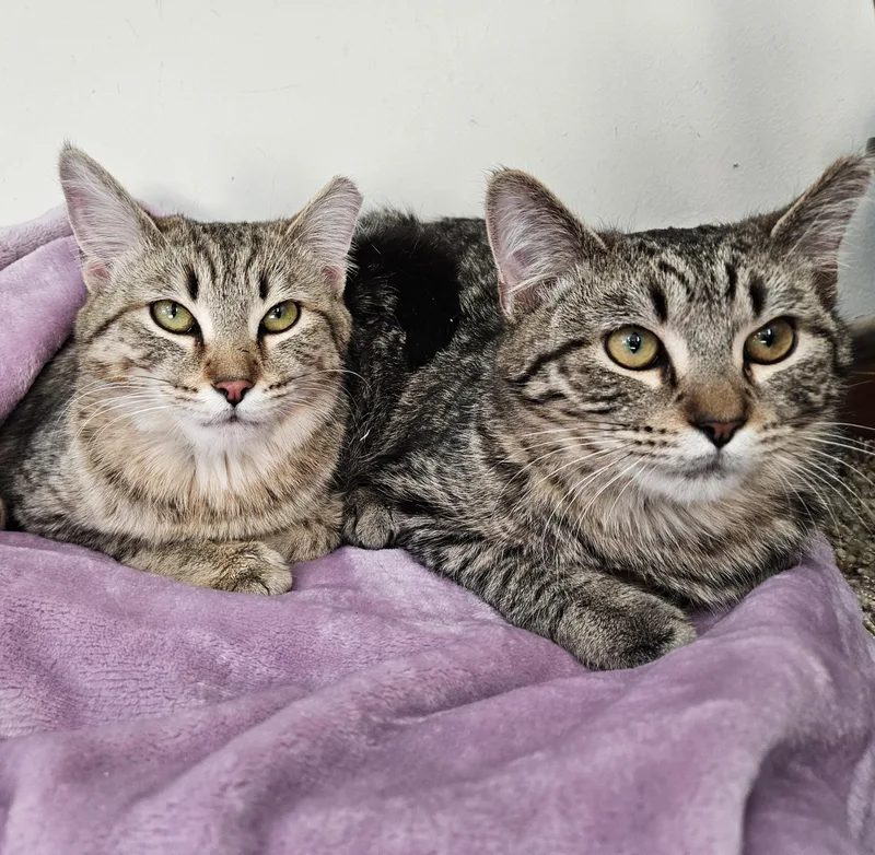 Penny & Money thumbnail 6