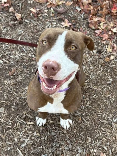 A young medium-sized female Pit Bull Terrier dog named K.Spade for adoption in San Diego, CA