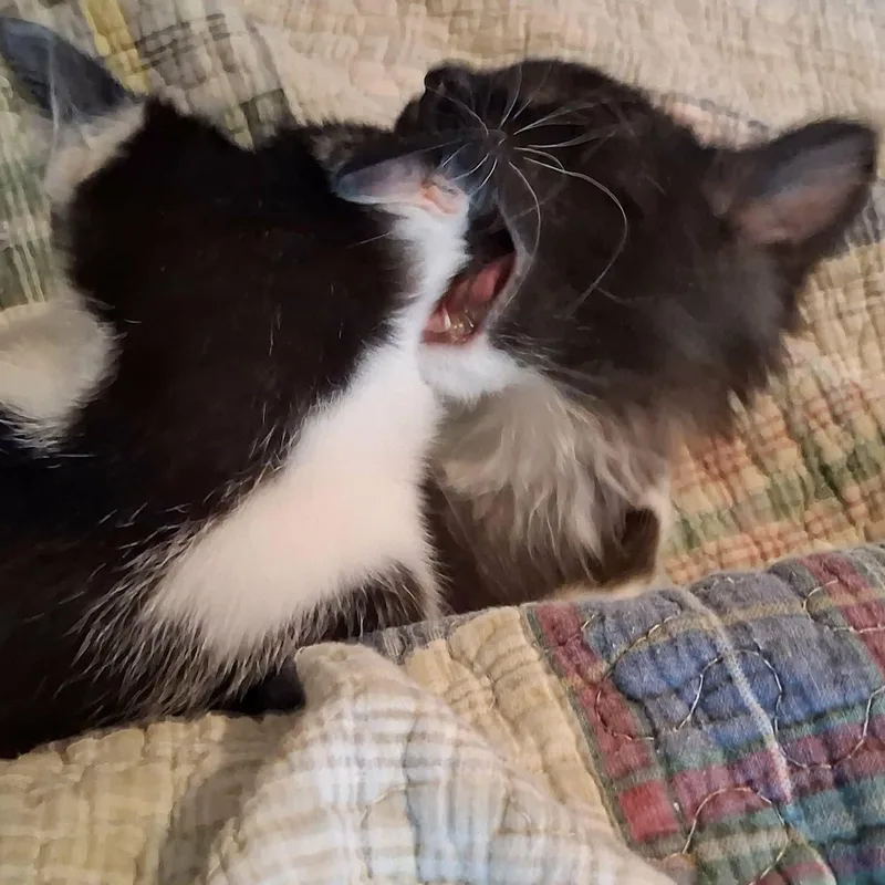 A baby medium-sized female Black & White / Tuxedo Domestic Short Hair cat named Pepper for adoption in Vine Grove, KY