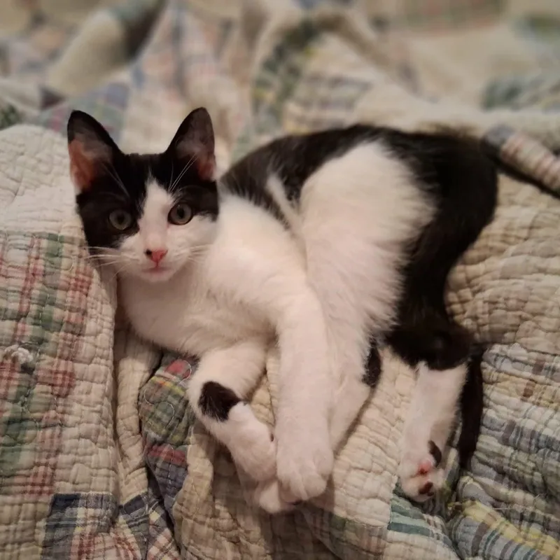 Pepper thumbnail 2