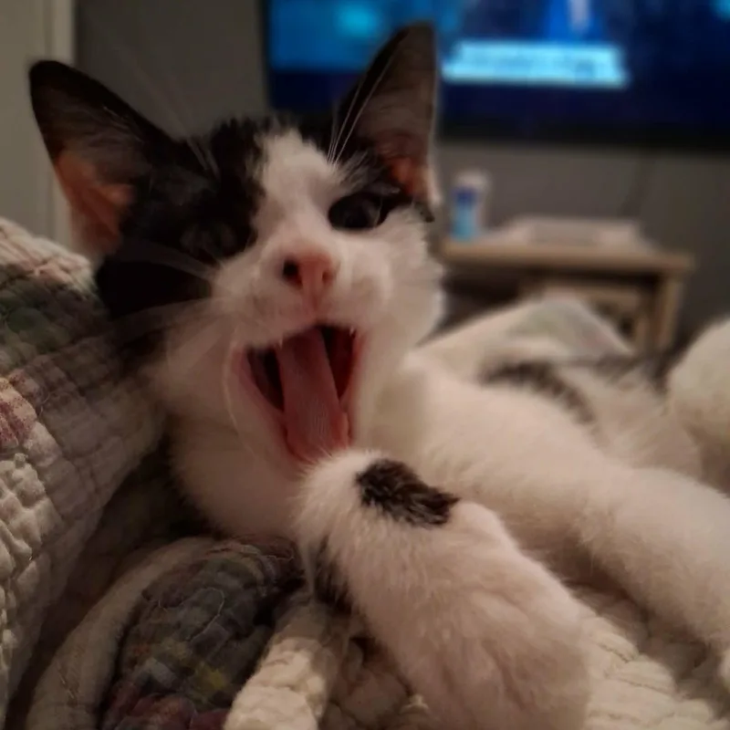 Pepper thumbnail 3