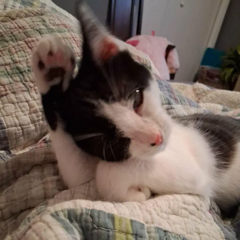 Pepper thumbnail 4