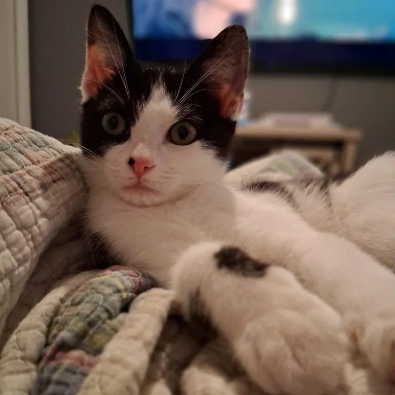 Pepper thumbnail 6