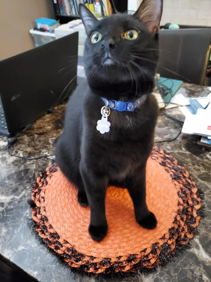 A baby medium-sized male Black Domestic Short Hair cat named Dobby for adoption in Newport, KY