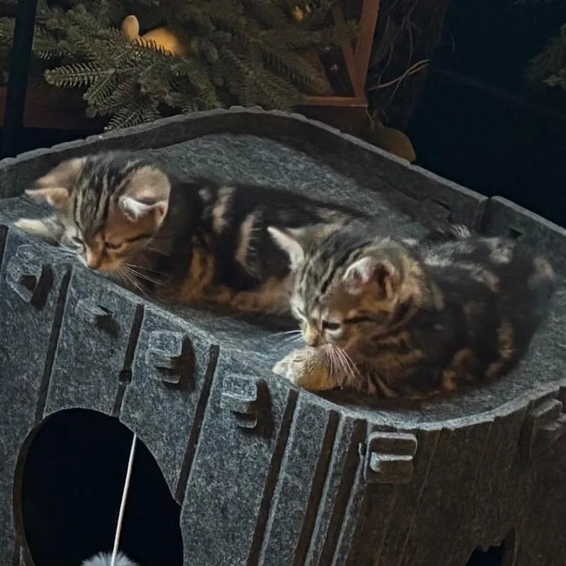 Clyde & Boo Boo thumbnail 2