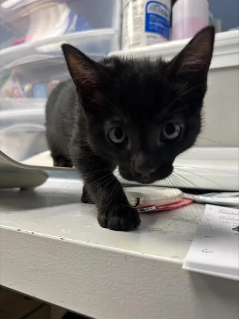 A baby medium-sized male Domestic Short Hair cat named Thunder for adoption in Santa Cruz, CA