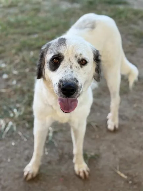 An adult large-sized female Shepherd dog named Spotlight for adoption in Riverside, CA