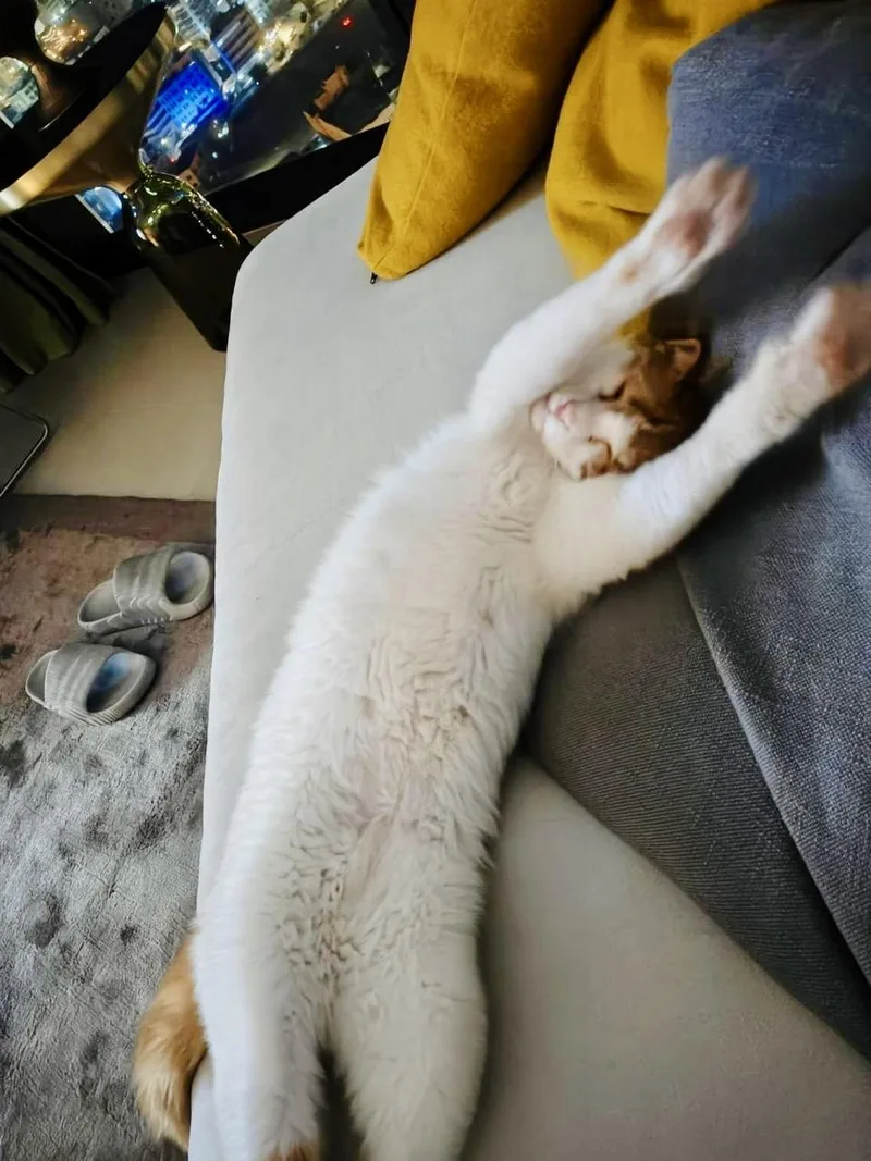 An adult medium-sized male Domestic Short Hair cat named Floki The Kindest for adoption in Somerset, NJ