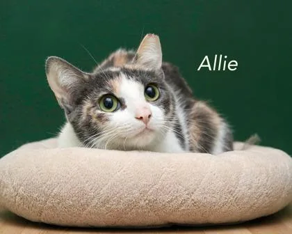 An adult small-sized female Domestic Short Hair cat named Allie for adoption in Parma, OH
