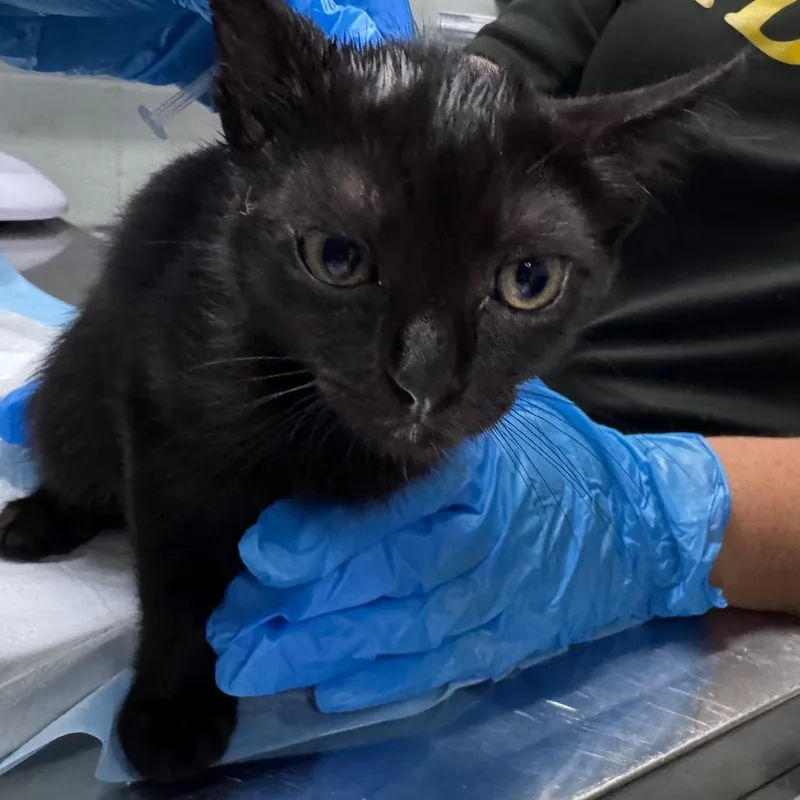 A baby small-sized female Black Domestic Short Hair cat named Knit for adoption in Summerville, SC