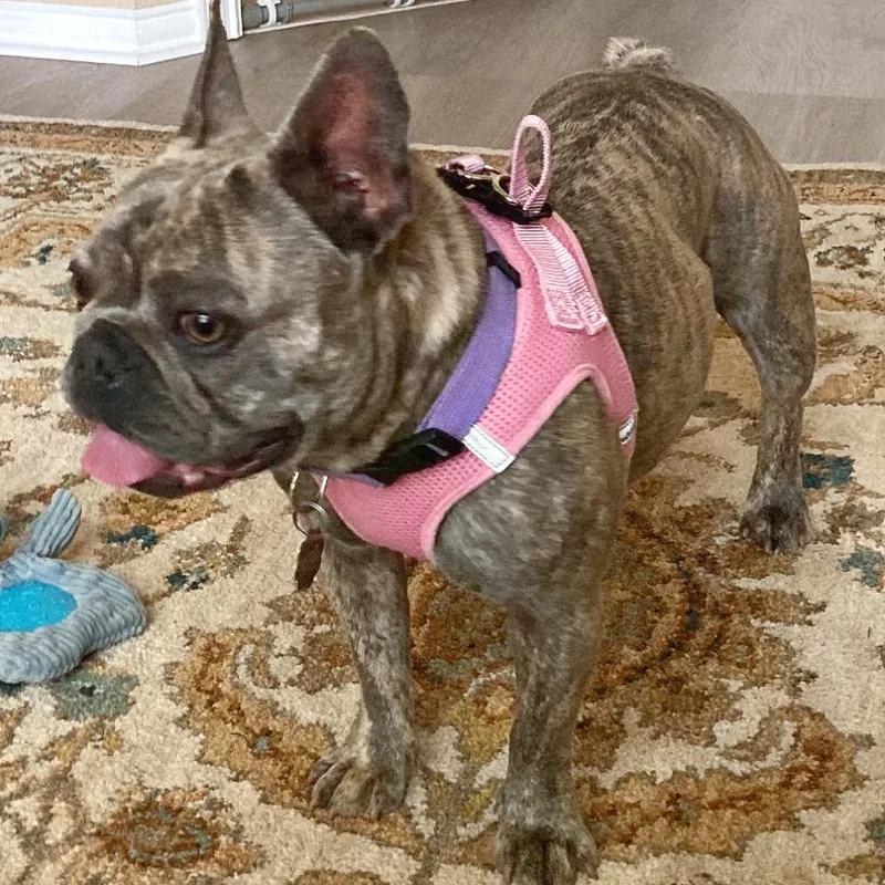 An adult small-sized female Brindle French Bulldog dog named Queen for adoption in Flower Mound, TX