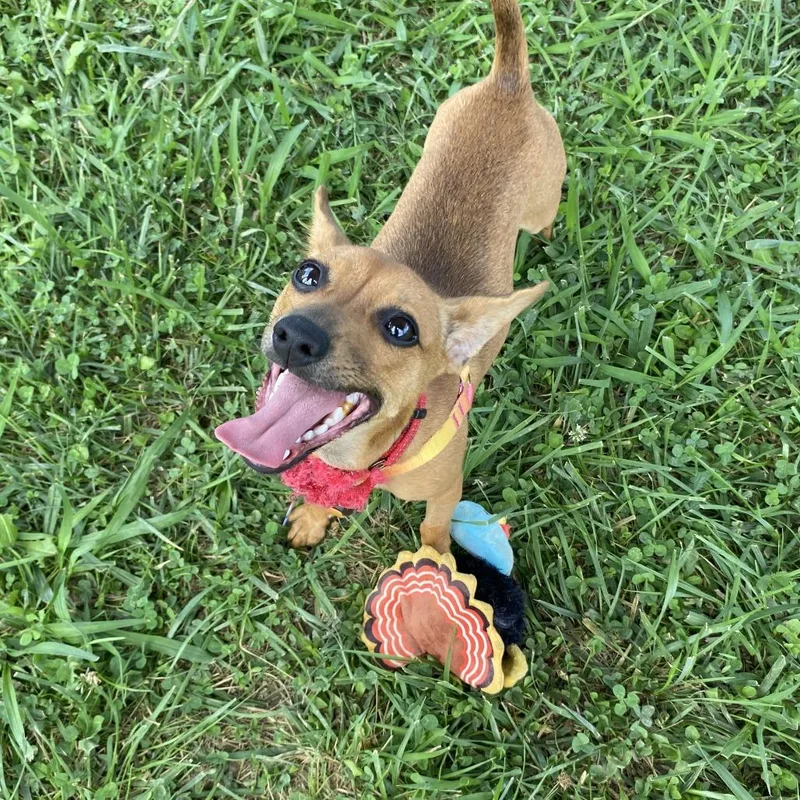 A young small-sized female Brown / Chocolate Mixed Breed dog named Phoebe for adoption in Fletcher, NC